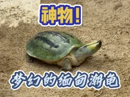 神物！梦幻的缅甸潮龟！像p出来的一样，这次终于看到实物了！