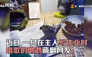鹦鹉不让小主人写作业吹着口哨满桌子溜达，一脸嘚瑟赶都赶不走