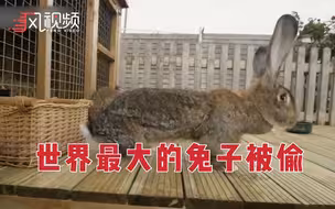 世界上最大的兔子Darius被偷 主人悬赏1000英镑寻找