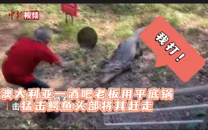 澳大利亚一酒吧老板用平底锅猛击鳄鱼头部将其赶走