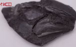 罕见！科学家发现3.19亿年前脊椎动物完整大脑