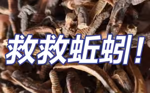 救救蚯蚓！蚯蚓干价格暴涨，蚯蚓遭灭绝式捕杀