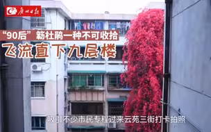 广州一簕杜鹃“瀑布”从九楼倾泻而下成网红打卡点