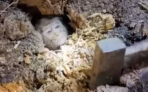 小猴子意外被困树洞， 救援队劈木救猴