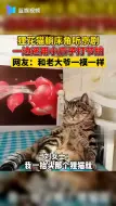 猫咪躺床角打拍子听京剧，网友：动作和老大爷一模一样