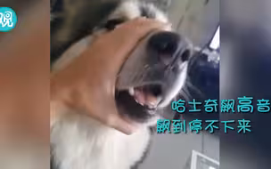 哈士奇飙高音！快来个人，场面要控制不住啦！