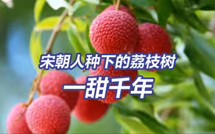 一甜千年！宋朝人种下的这棵荔枝树一年产1.2吨荔枝