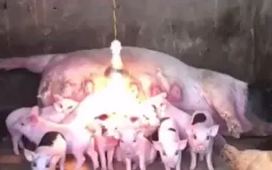 泪目了！猪妈妈在哺乳时突然肚子胀去世，猪崽们在妈妈身边嗷嗷待哺