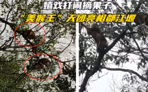 嬉戏打闹摘果子 