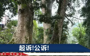 四川男子花钱买树雇人砍树，没成想动了国家重点保护植物，该咋罚