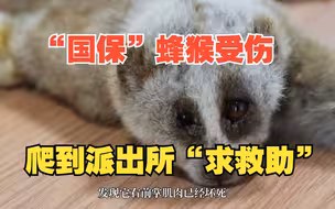 “国保”蜂猴前肢受伤 爬到派出所“求救助”