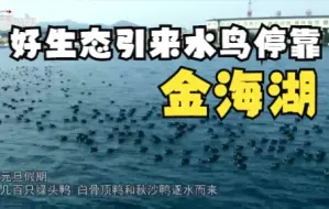 元旦假期，金海湖迎来百余只水鸟