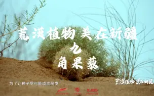 【荒漠植物 美在新疆】沙漠里的角果藜 #全国广电新媒体集结发光