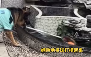 广东男孩下水捞皮球，危险一触即发，狗狗发现后机智化解