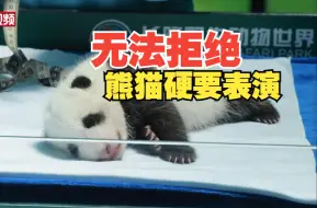 无法拒绝熊猫硬要表演：40天小宝“爱的魔力转圈圈”