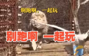 鹤误飞入狮子园慌忙逃跑 腿太长被卡到栅栏上