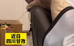 小猫咪趴在沙发上，拿逗猫棒逗其它小猫咪玩，同样是猫为啥你逗我