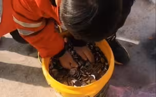 2月13日，内蒙古赤峰。男子装1桶硬币让晚辈抓压岁钱：抓多抓少 各凭本事