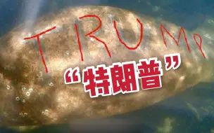 残忍！美国佛罗里达州一只海牛背部被刻上特朗普的名字