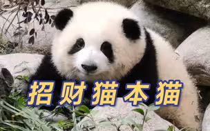 熊猫才是招财猫本猫吧！