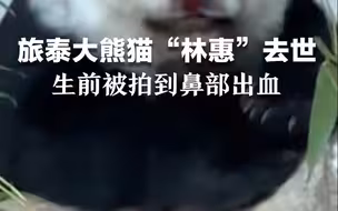 旅泰大熊猫“林惠”去世 生前被拍到鼻部出血