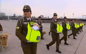 小奶狗你快醒醒啊 这可是参加阅兵式呢
