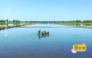 宋韵二十四节气—芒种