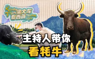 坐火车看西藏 主持人带你看牦牛
