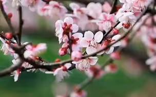 美！杭州西溪湿地梅花盛开迎新春 游客纷纷前来打卡拍照