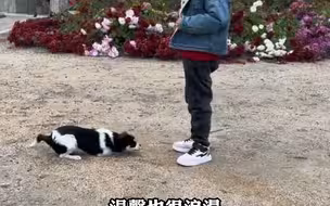 退休老人痴迷种花，为全村人打造“花海”。网友:爷爷肯定是个浪漫的人