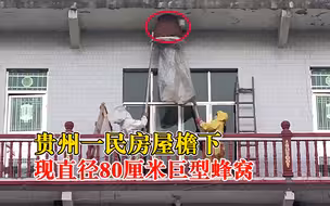 吓人！贵州一民房现直径80厘米巨型蜂窝：大量马蜂不停飞进飞出