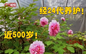 上海一近500岁古牡丹绽放！