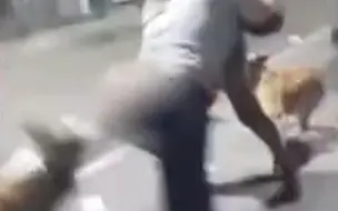 萨尔瓦多两女子当街打架 流浪狗“助阵”咬掉一人裤子