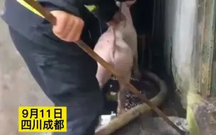 农村一猪棚起火，消防员成功解救小猪，网友：拉尾巴的手法太专业