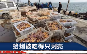 青岛胶东湾海星成灾，蛤蜊养殖户痛并无奈：这玩意一斤才卖4块钱