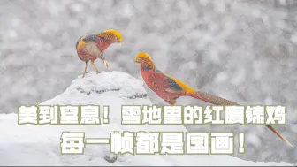 美到窒息！雪地里的红腹锦鸡每一帧都是国画！