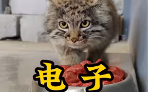 咱们河狸军团的心头肉兔狲五空在咱救助中心蹭吃蹭喝上完学之后，终于回归自然啦～大家心心念念的视频来啦～快来一起云吸猫～（这是上集，下集明天发嗷～）