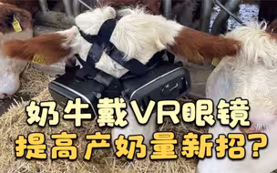 土耳其农场主给奶牛戴VR眼镜 希望提高产奶量