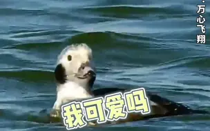 #上海首次观测到长尾鸭 寒潮带来的不只是寒冷，还有它们！