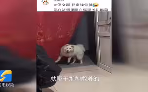 狗狗看到主人吃饭直立掀开门帘进入 网友：跨个篮子能装狼外婆