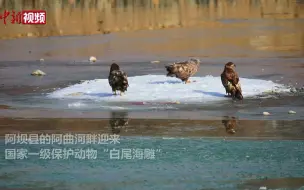 波兰国鸟“白尾海雕”现身四川阿坝