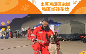 深入土耳其灾区积极救援，特区政府“汪汪队”报到！