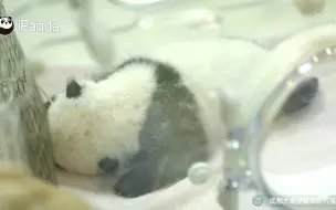 强强国国成长记：出生于重阳节的龙凤胎宝宝