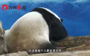 台北动物园大熊猫圆圆圆仔太可爱了！台湾民众直呼：好想带回家养