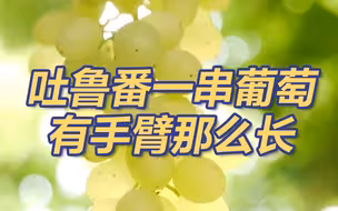收住口水！吐鲁番一串葡萄有手臂那么长