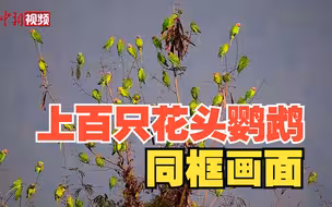 云南瑞丽拍摄到上百只花头鹦鹉同框画面