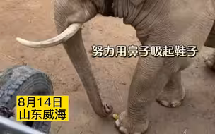 孩子的鞋不慎掉入象园，大象用鼻子温柔归还，现场游客发出阵阵欢呼！
