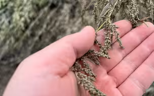 黑龙江大米产地五常遭洪水重创，暴雨后农户种的水稻生锈了