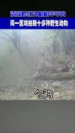 清凉峰红外相机半年内同一区域拍到十多种野生动物