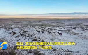 珍稀影像！成群马鹿结队下天山觅食
